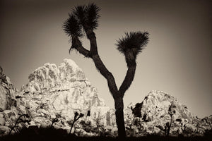 Joshua Tree 4, California