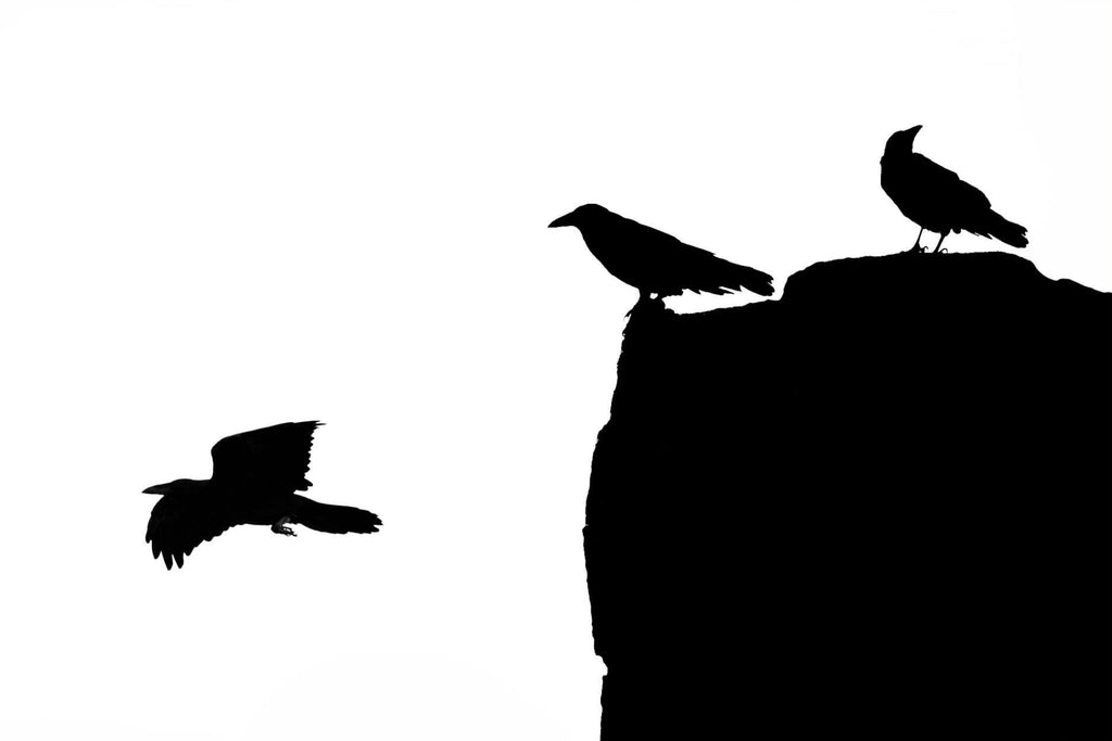 Shadow of Birds