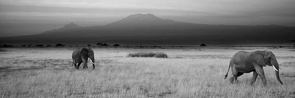 Elephants with Kili