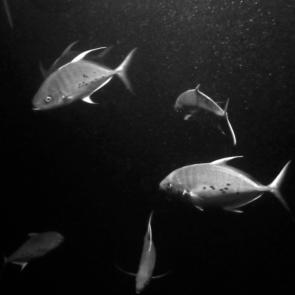 Big Fish Island, Hawaii